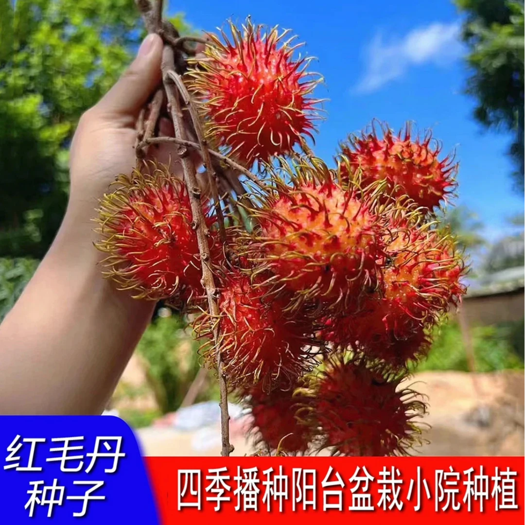 【红毛丹种子】家庭阳台小院盆栽地栽四季种植