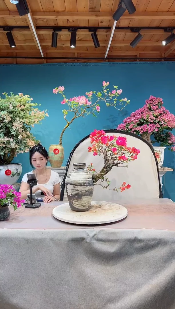 全部花苞海岛同安红