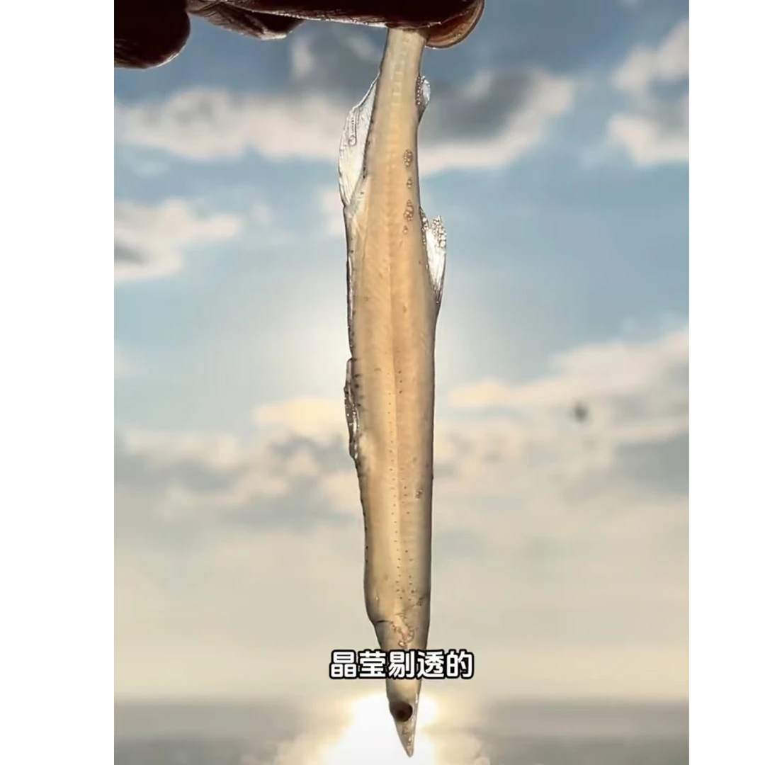 连环湖淡水河鲜大银鱼精选装