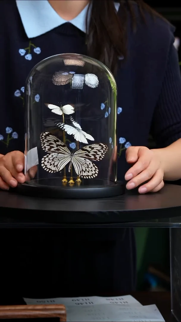 蝴蝶标本摆件竞拍H143