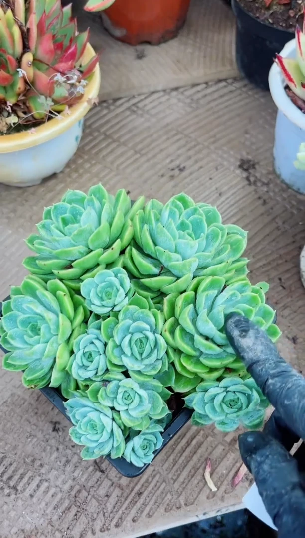 梦*08126多肉植物一物一拍