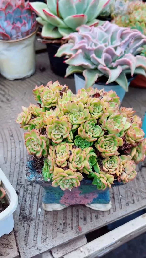 兰*09081多肉植物一物一拍