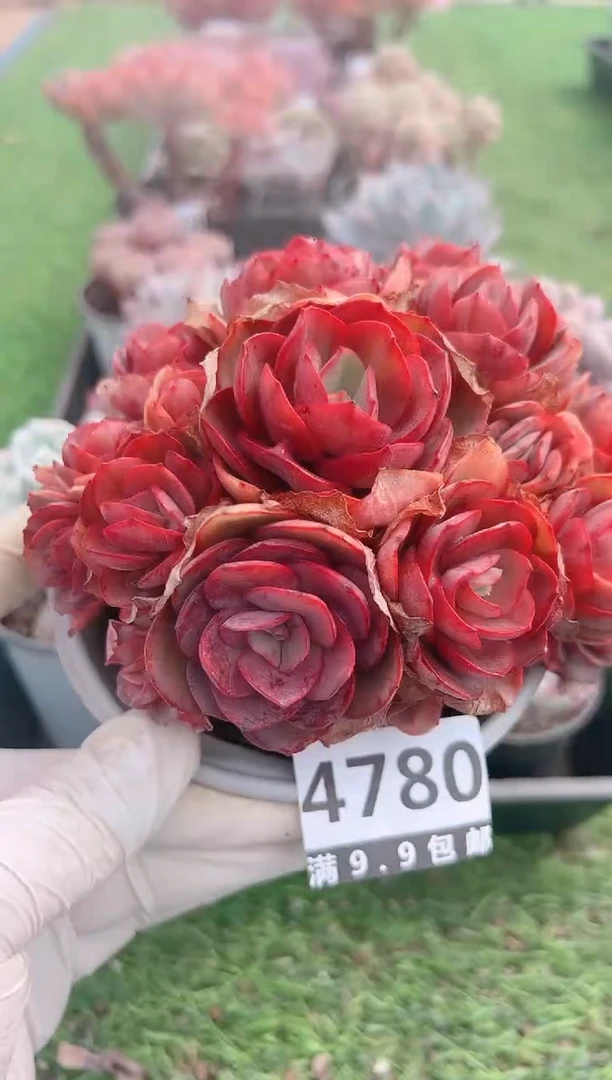 【闪购商品】信福多肉一物一拍