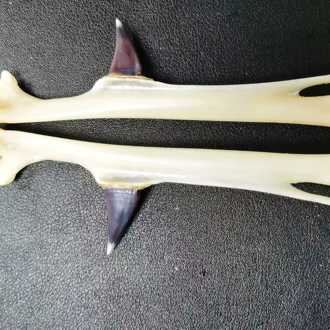 孔雀骨文玩手把件