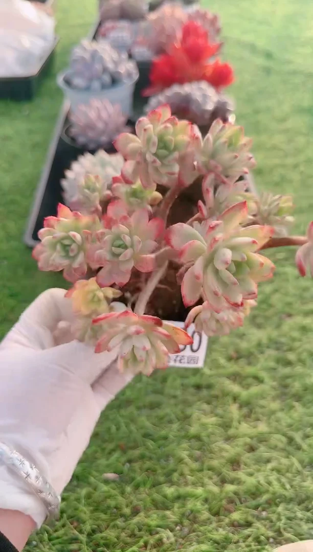 【闪购商品】梦会多肉一物一拍