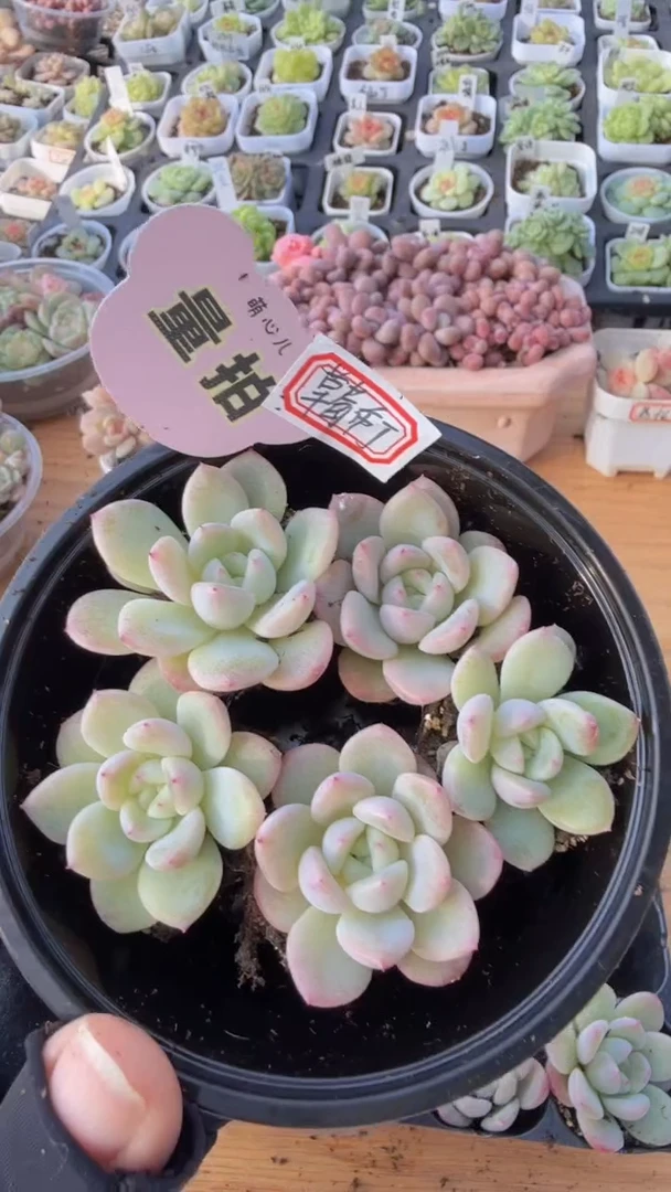 草莓布丁单双混 5颗量拍混发 满9.9包邮