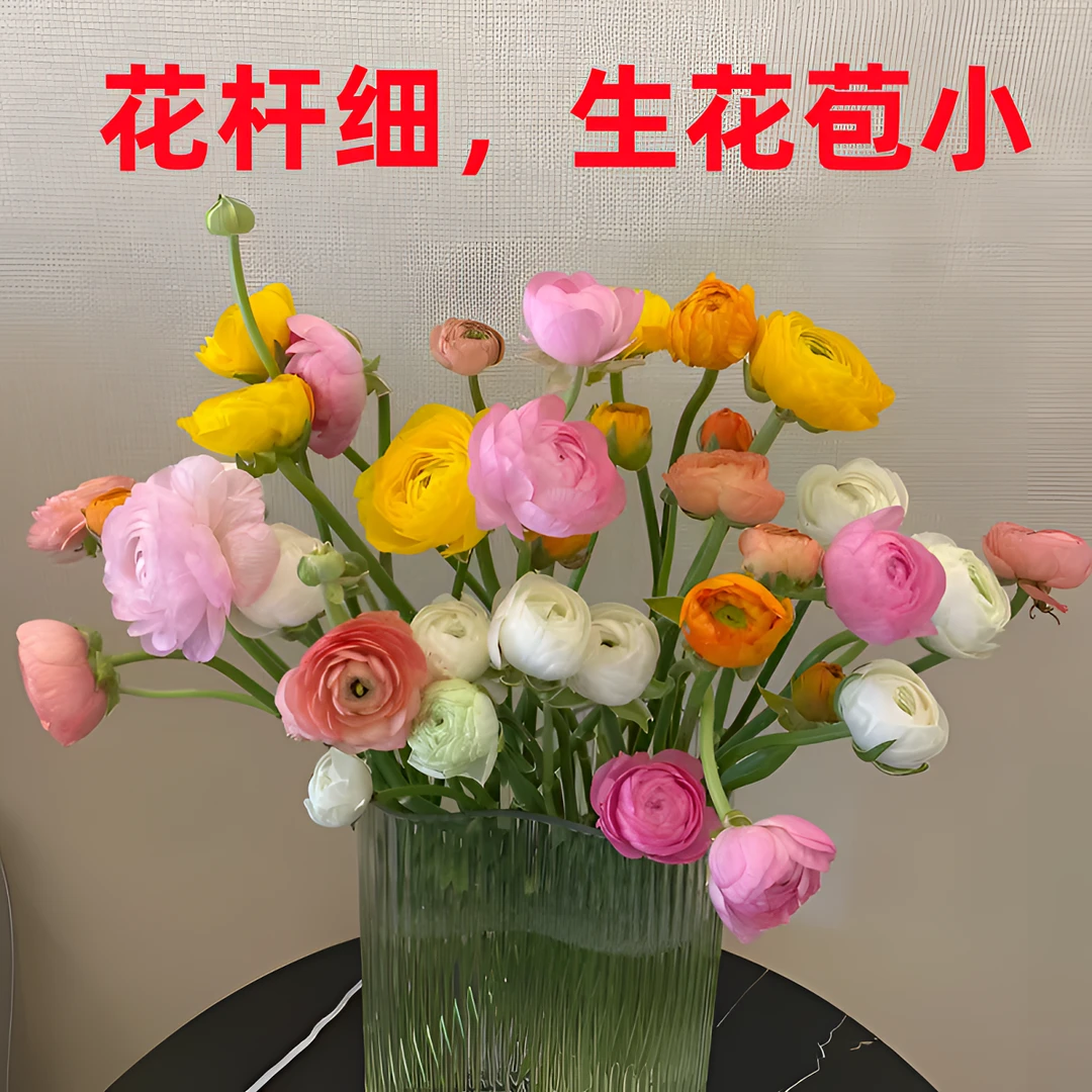 混色洋牡丹中长腿 10枝一扎 枝干短枝干细 任意2单以上发货包邮