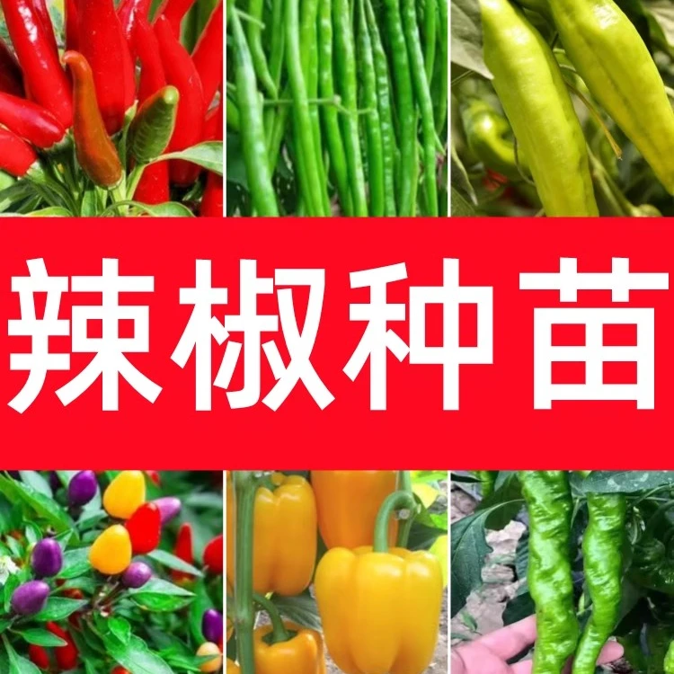 四季辣椒苗秧苗特辣朝天椒小米椒幼苗高产薄皮青椒彩椒盆栽蔬菜苗