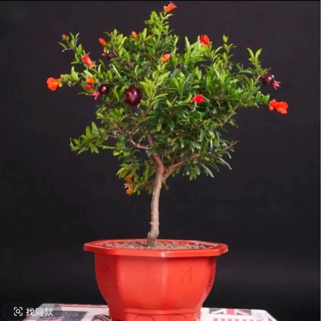 紫玉石榴花绿植盆栽室内室外庭院植物