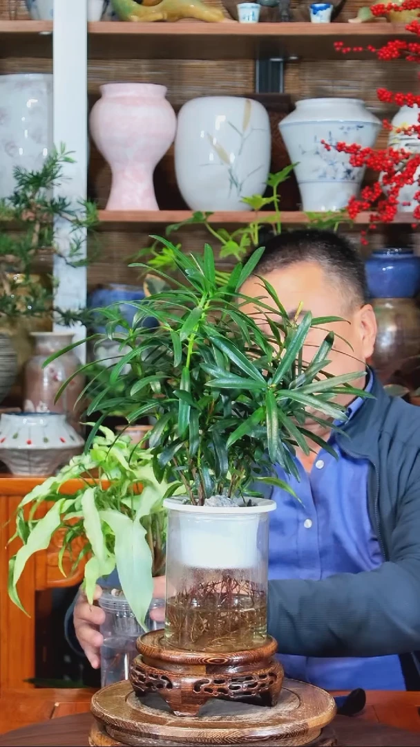 无花朵微***笑水之韵水培罗汉松