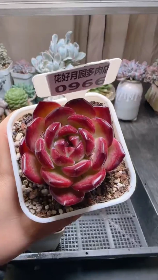 0966夜魔侠.............