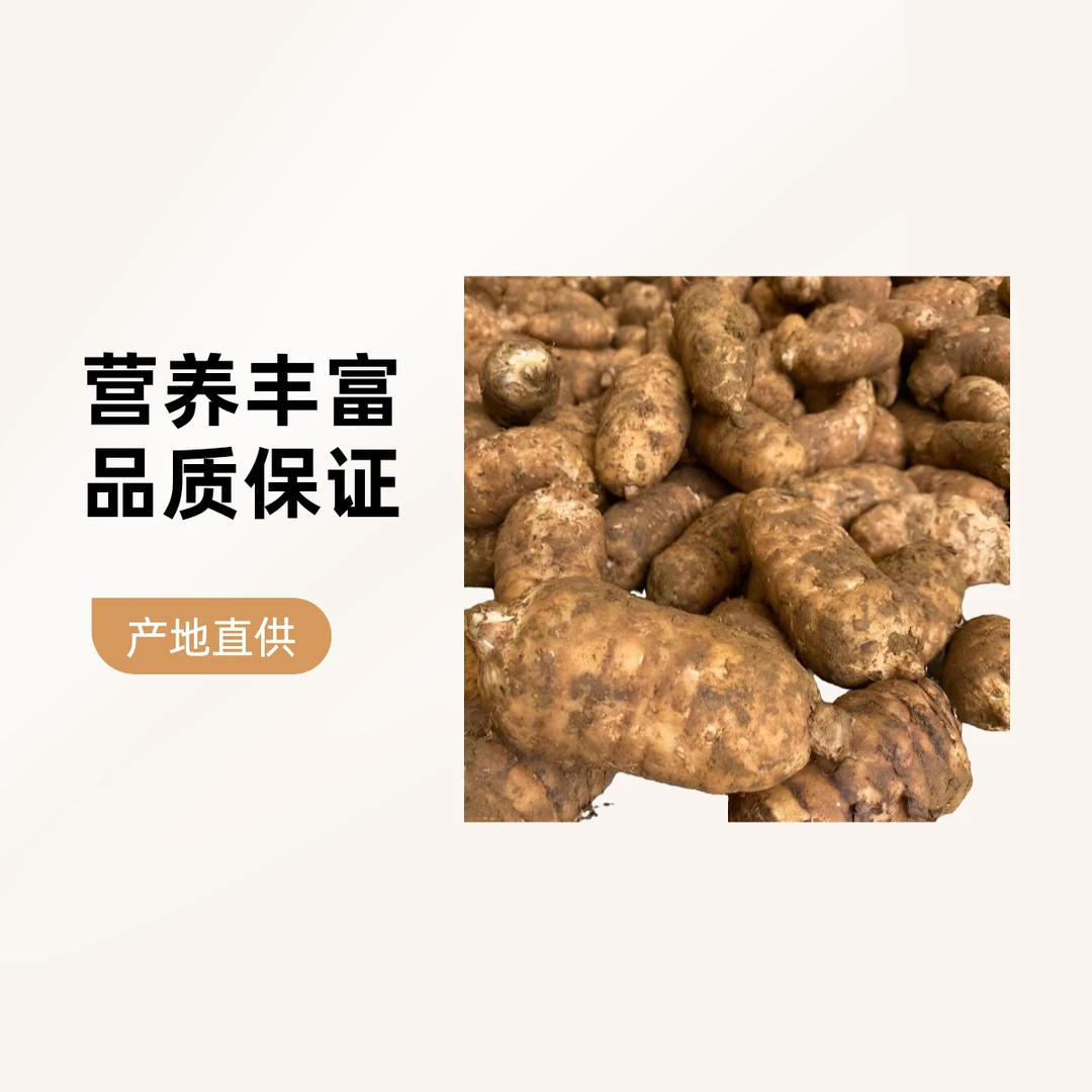 云南昭通小草坝新鲜天麻带泥发货可以煲汤云南昭通天麻产地直销