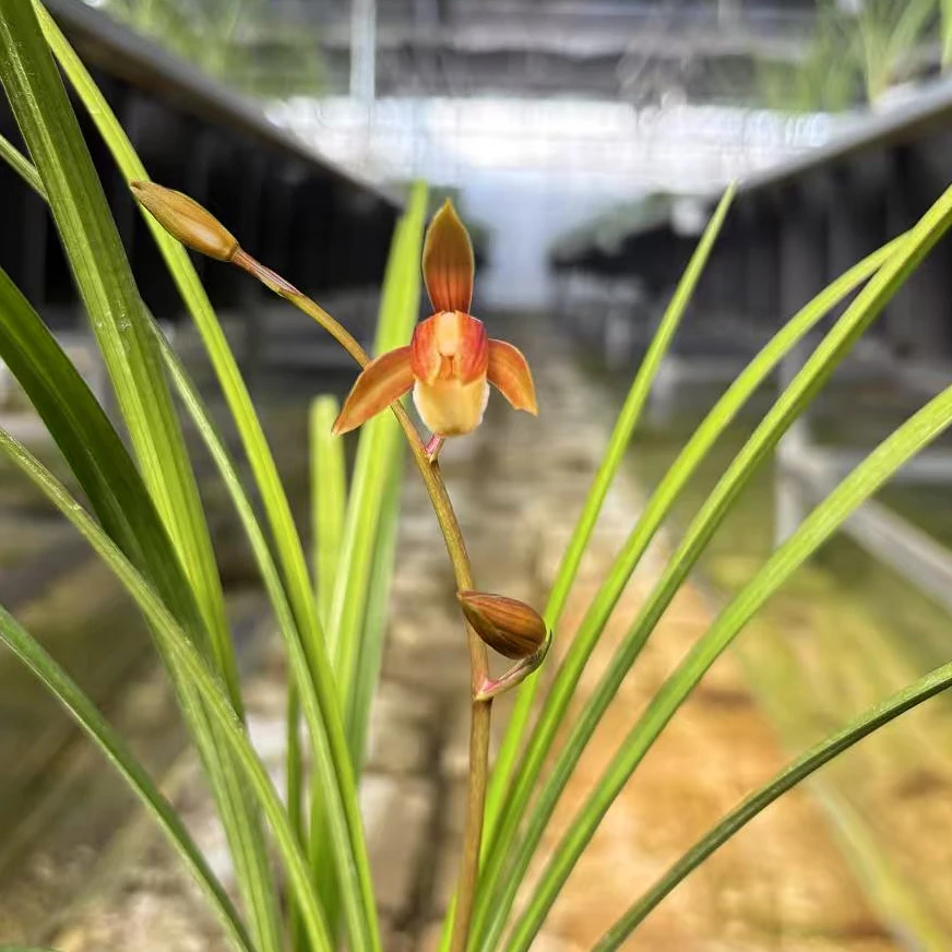 赵鹏推荐--秋芝赤壳素1苗1大芽
