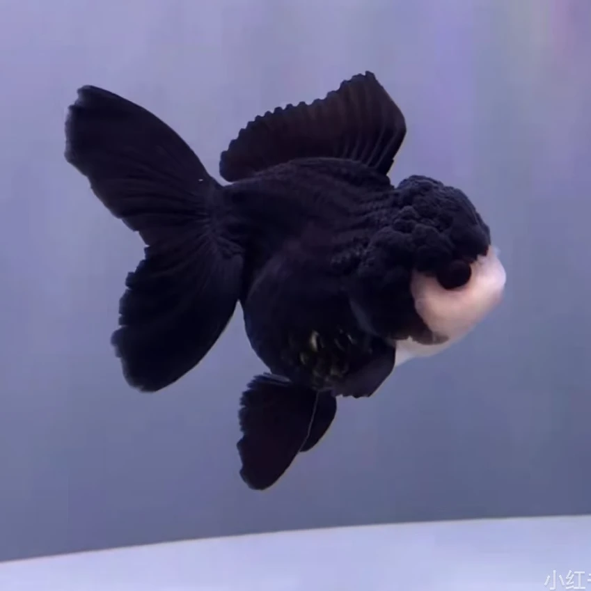 精品玛丽泰狮，身姿灵动，尾展如扇，新手必选好养活~