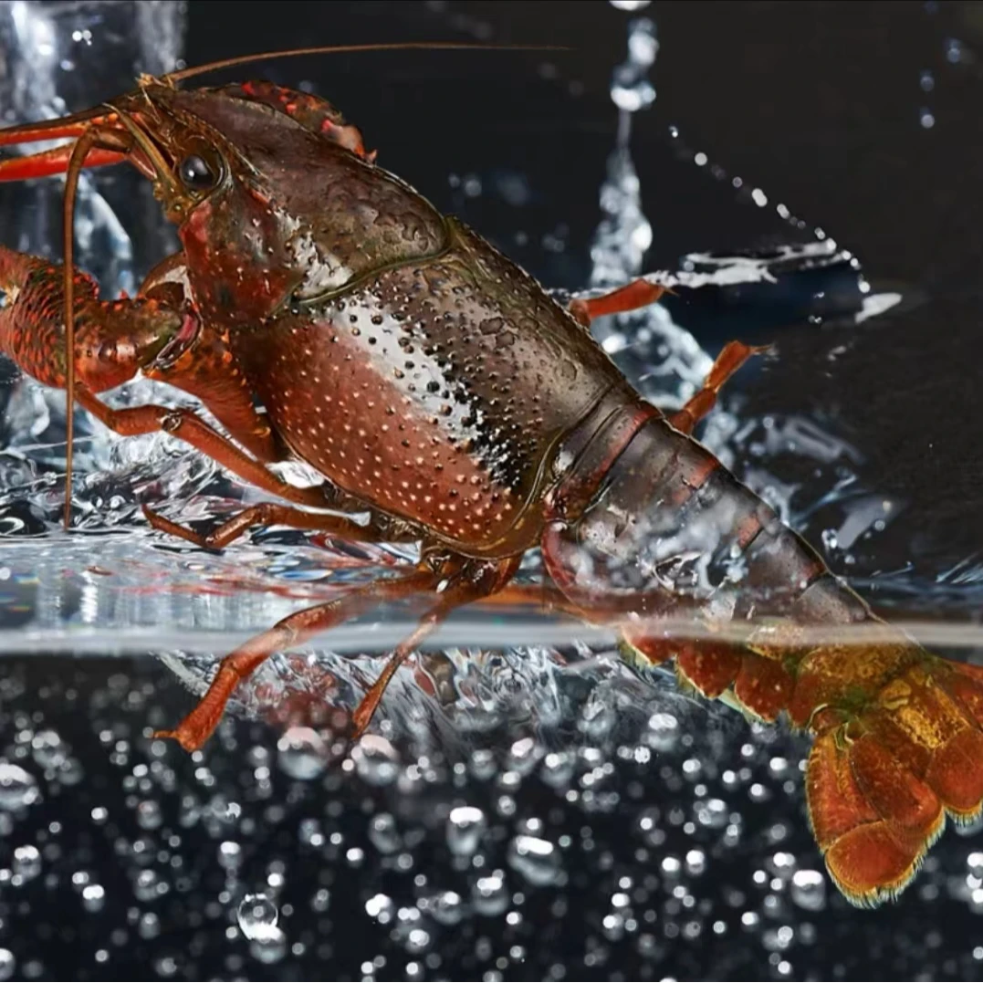 （鲜活小龙虾）大青 4斤