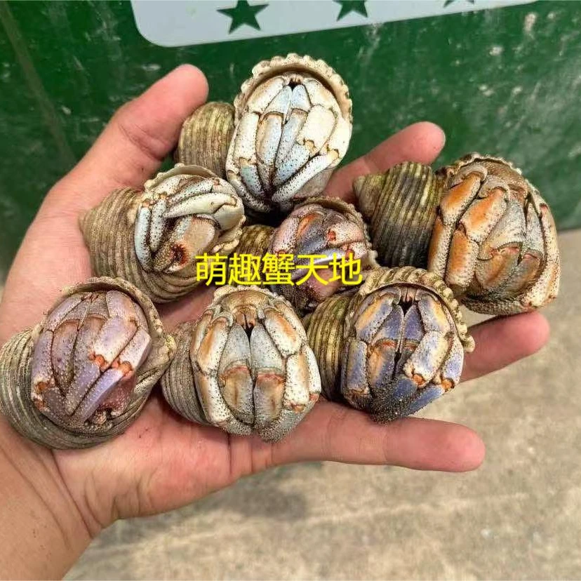 萌宠寄居蟹草莓灰白直播挑选