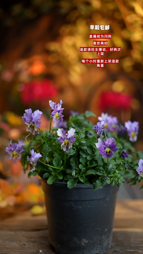 全部花朵00000050