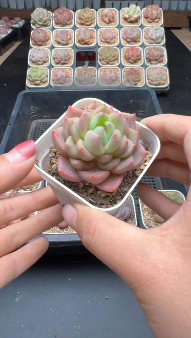 【闪购商品】192A号一物一拍多肉花卉植物拍3颗起发