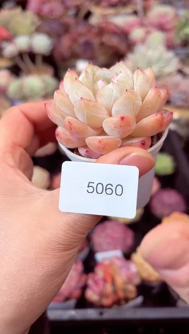 【闪购商品】5060单头多肉