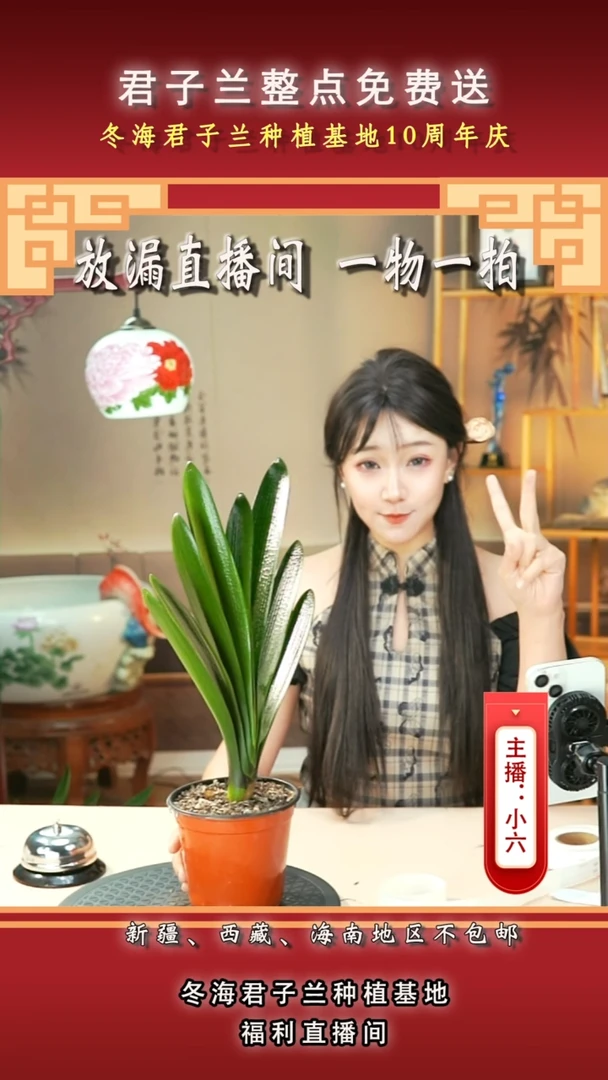 当前无花朵，栽培后可花朵梦**来君子兰