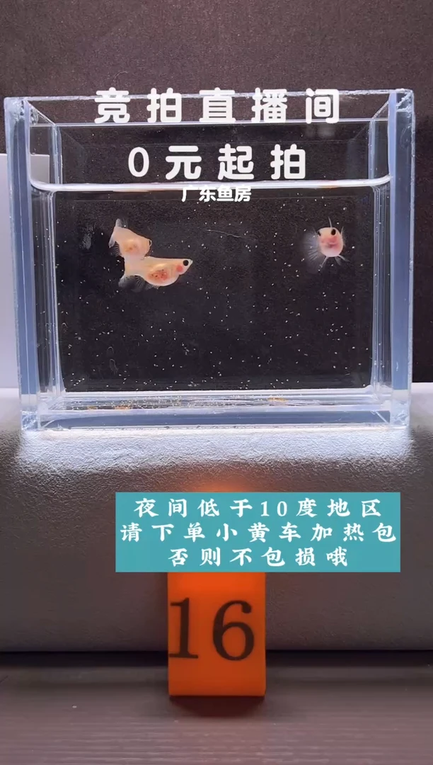孔雀鱼蓝水晶带胎母鱼三只编号16