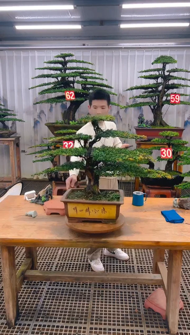 无花朵白**沙精品盆景直播间一物一拍