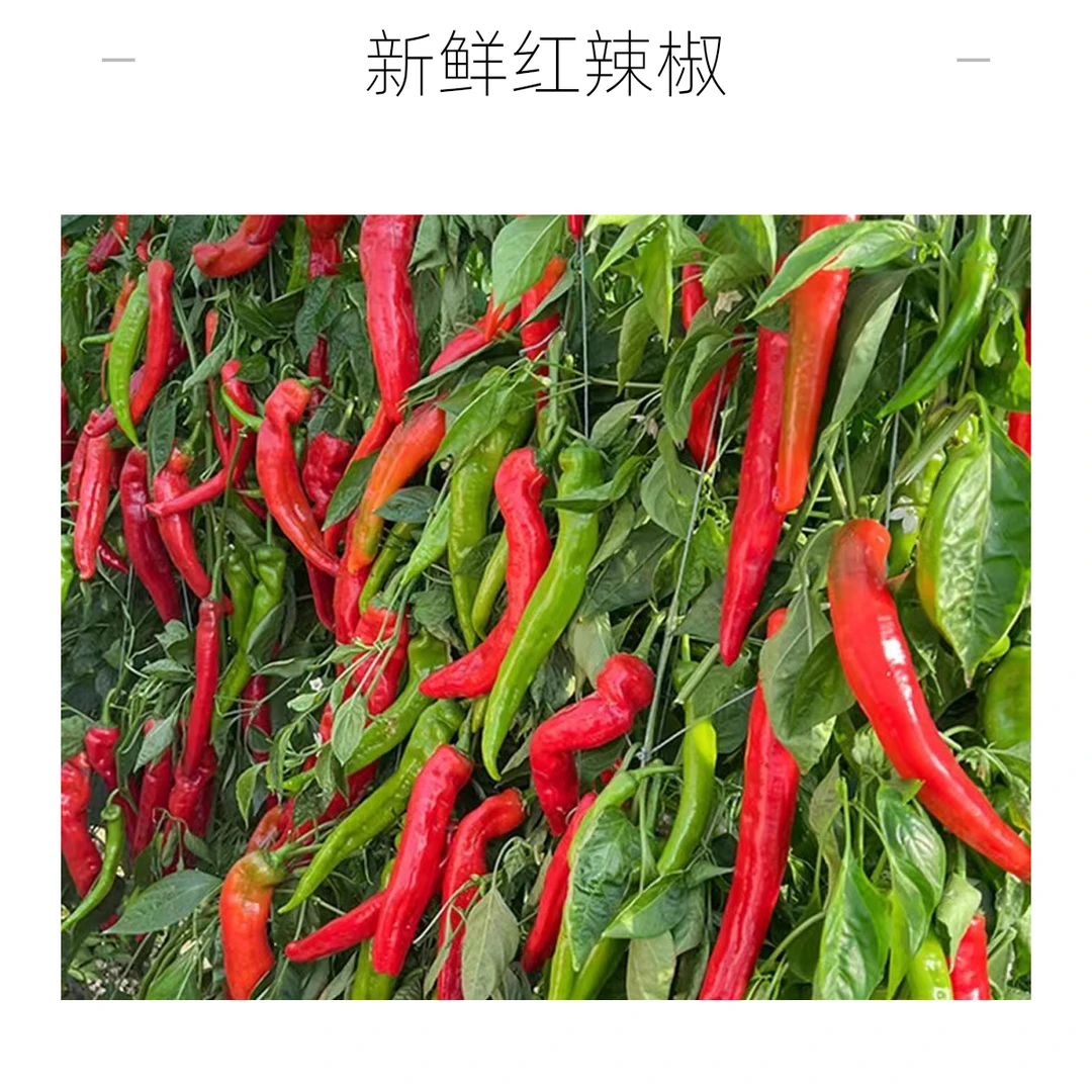 新鲜红椒 500g±20辣椒同城配