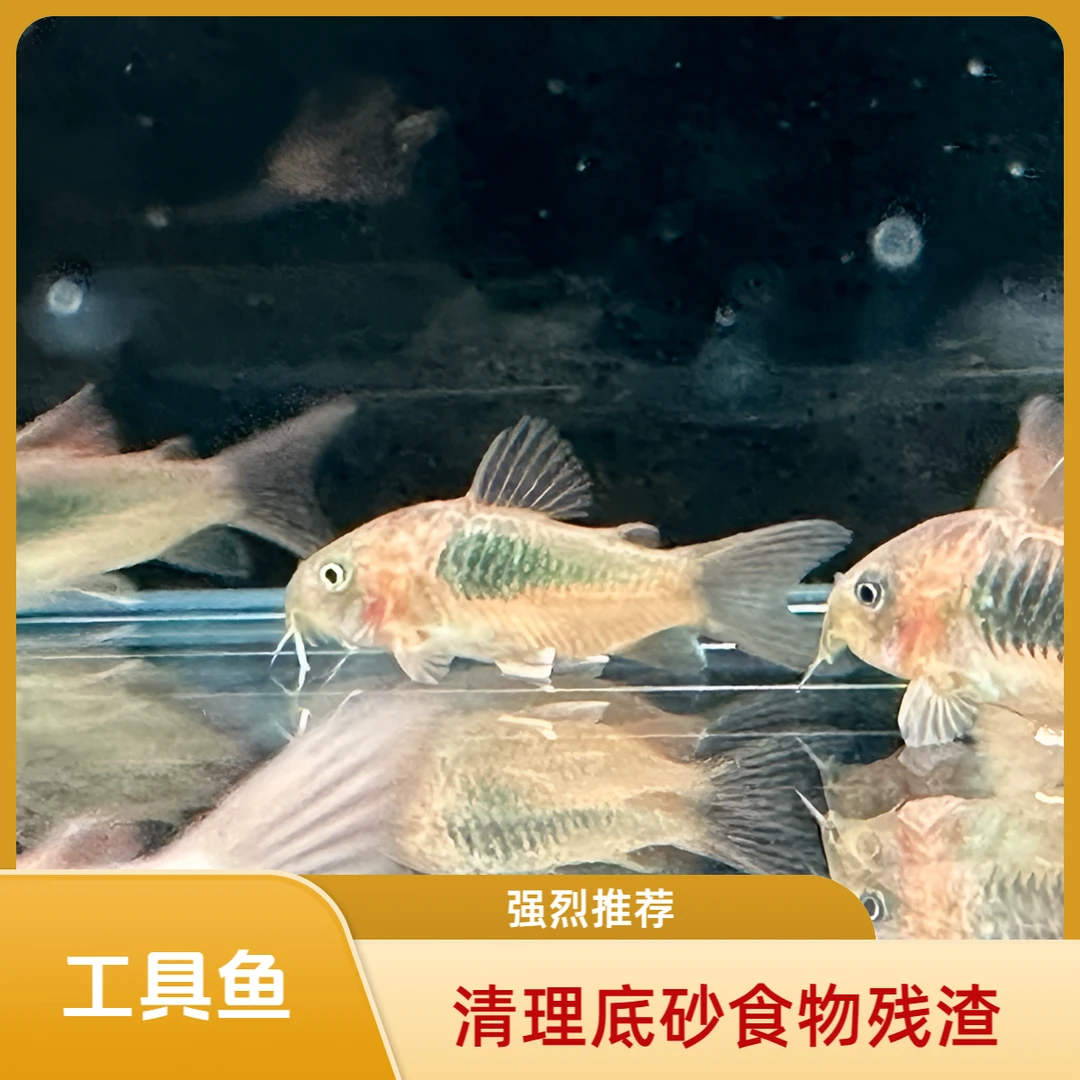 清洁鱼清缸小能手翻砂食物残渣小型热带鱼20度以上（入缸后不包损）