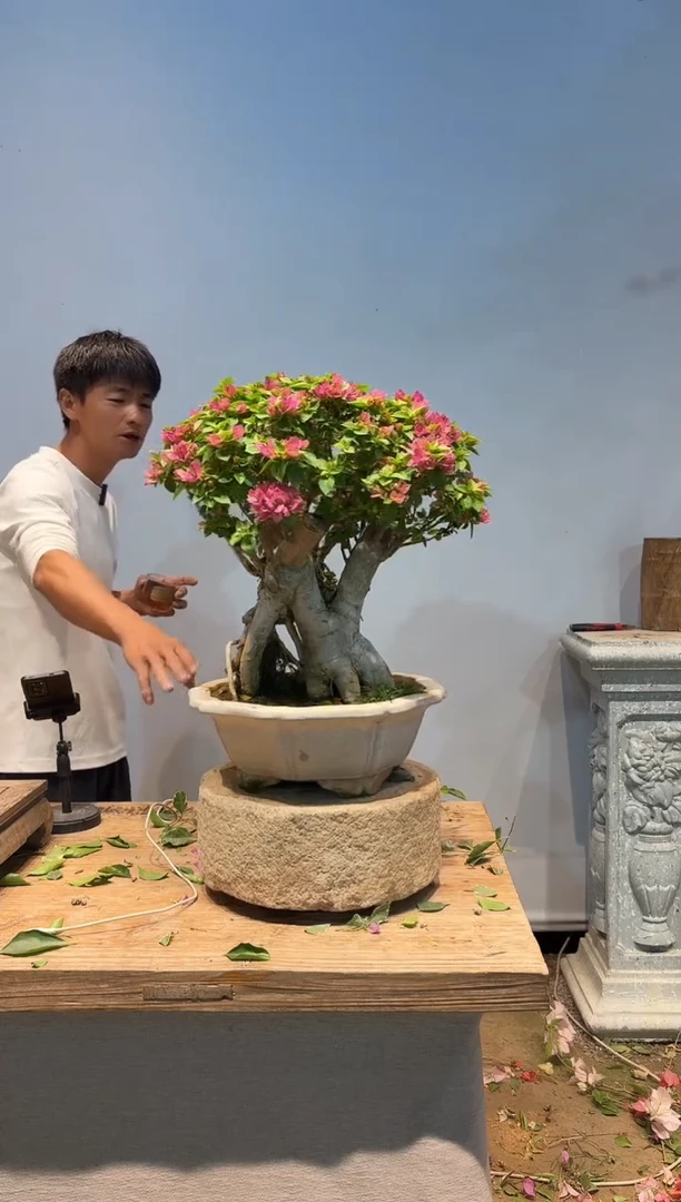 全部花朵用****5三角梅47