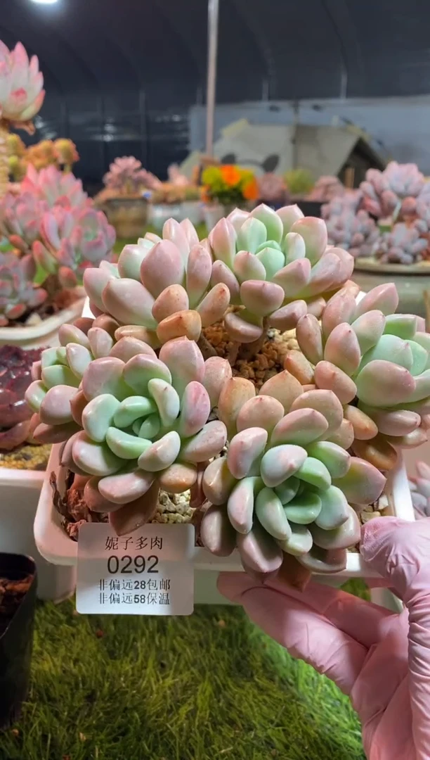 【闪购商品】0292a