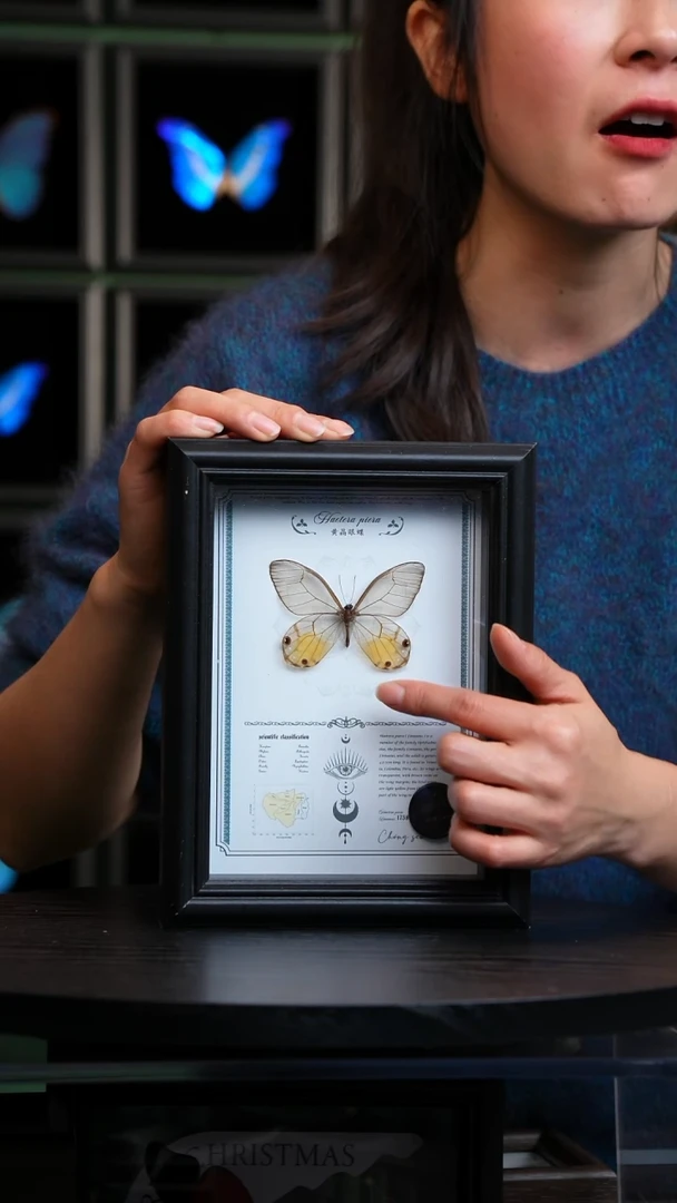 黄晶眼蝶7寸黑色竖框