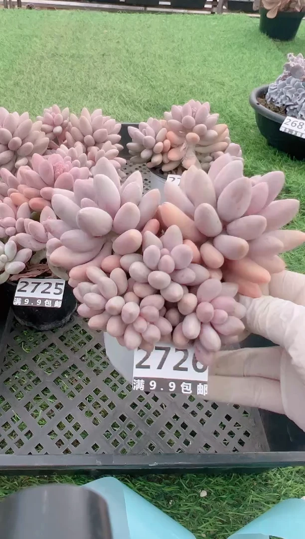 【闪购商品】信福多肉一物一拍