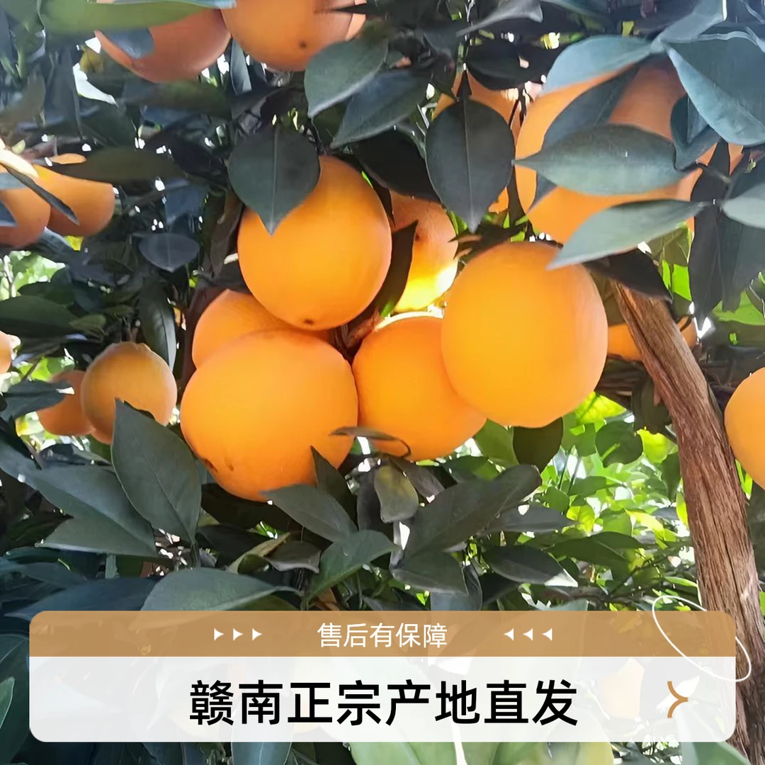 赣南脐橙正宗赣南脐橙新鲜产地直发水果5/10斤精品果水果当季热卖