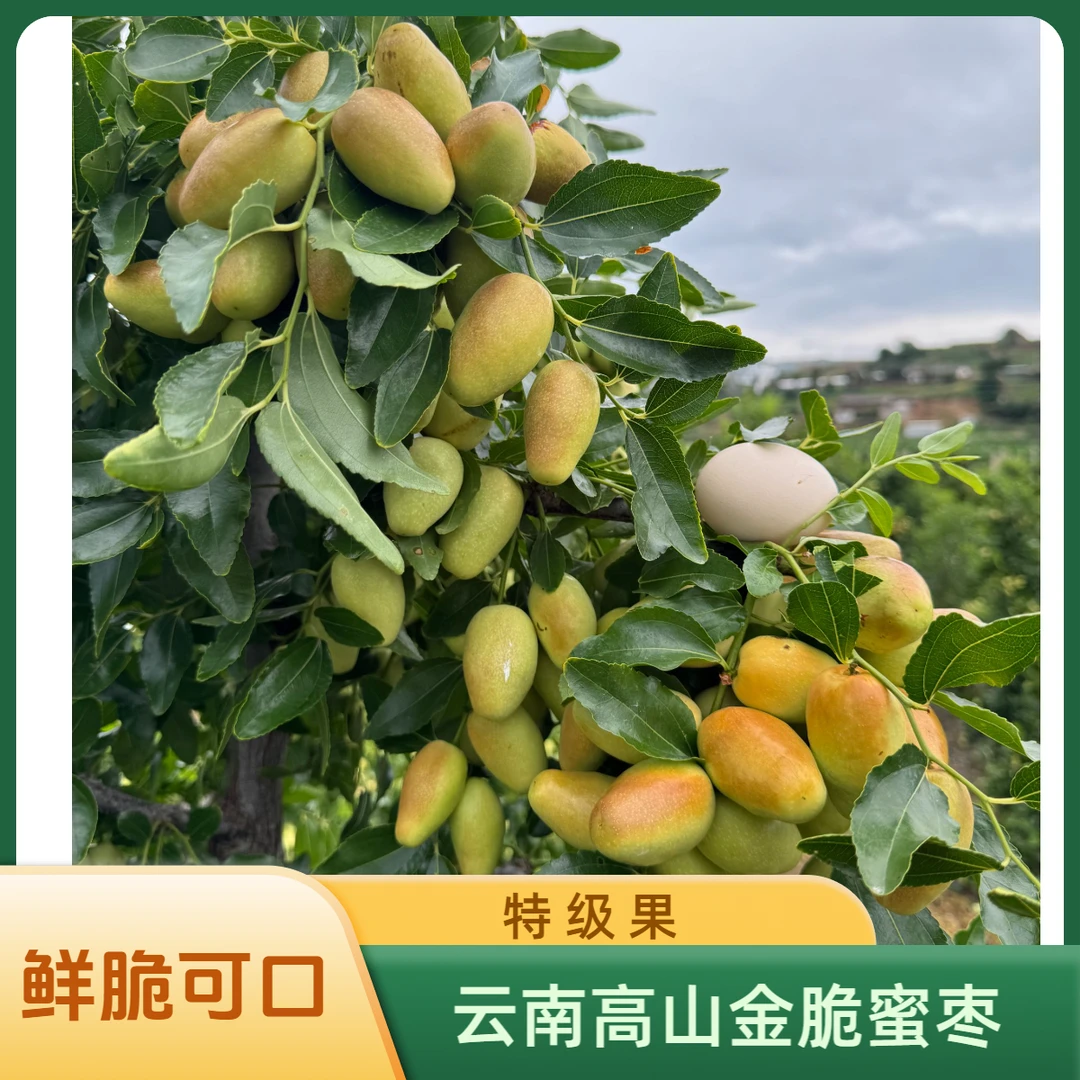 【云南高山金脆蜜枣】精品一级果王 个重20g以上 皮薄肉厚核小鲜脆