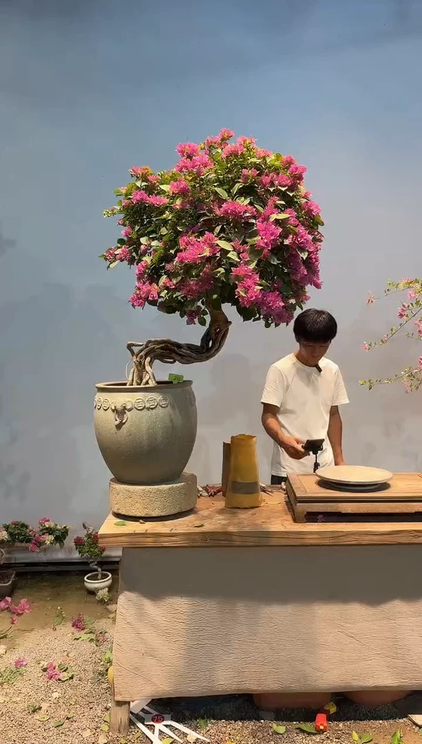全部花朵宜****林三角梅24