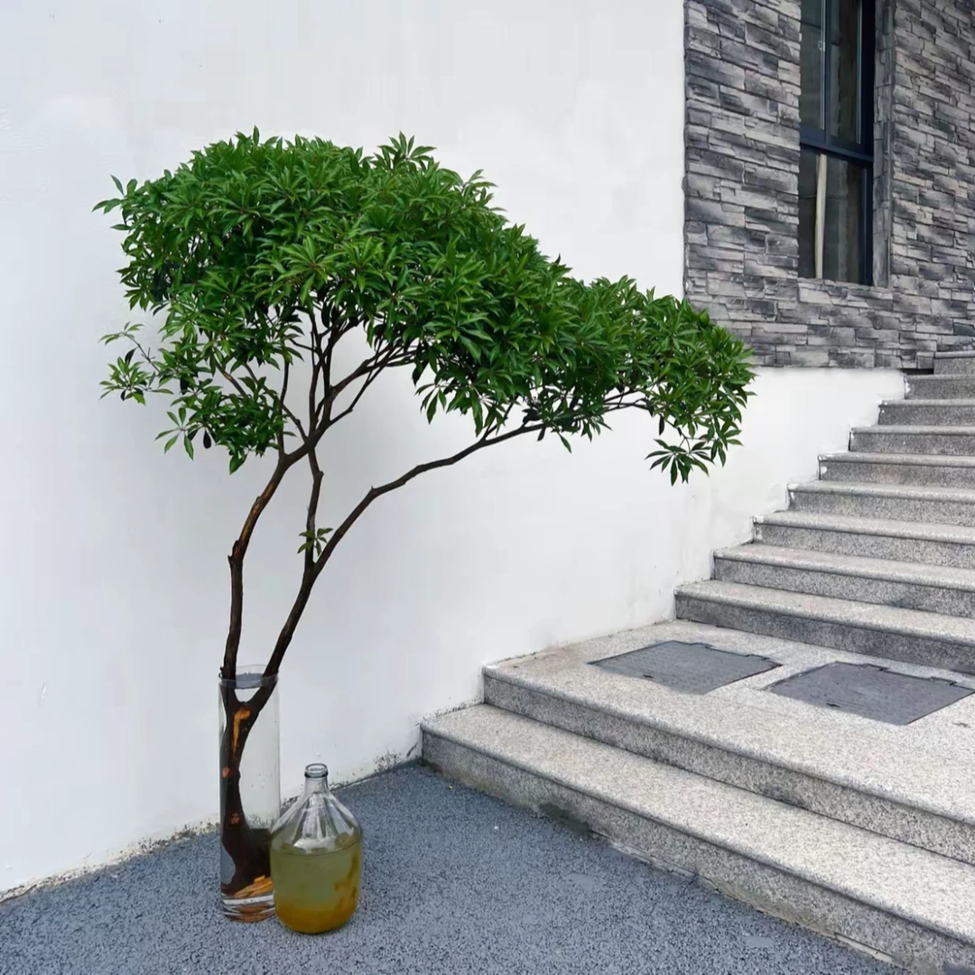 【国产马醉木】夏季水培室内植物吊钟鲜切枝条盆栽吊钟客厅水养绿植