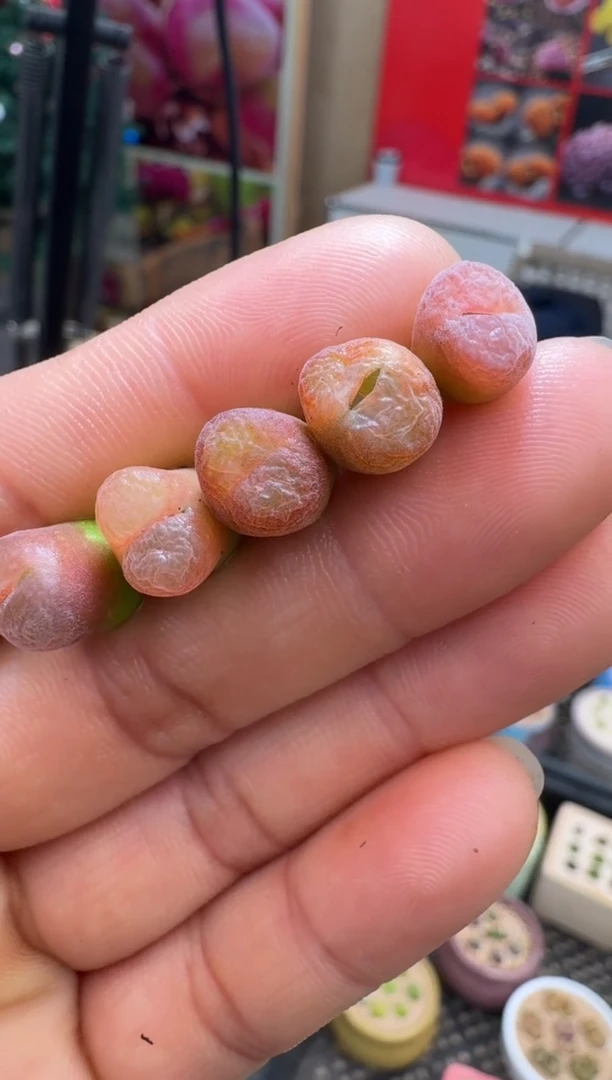 【闪购商品】14-52恩东风铃一颗