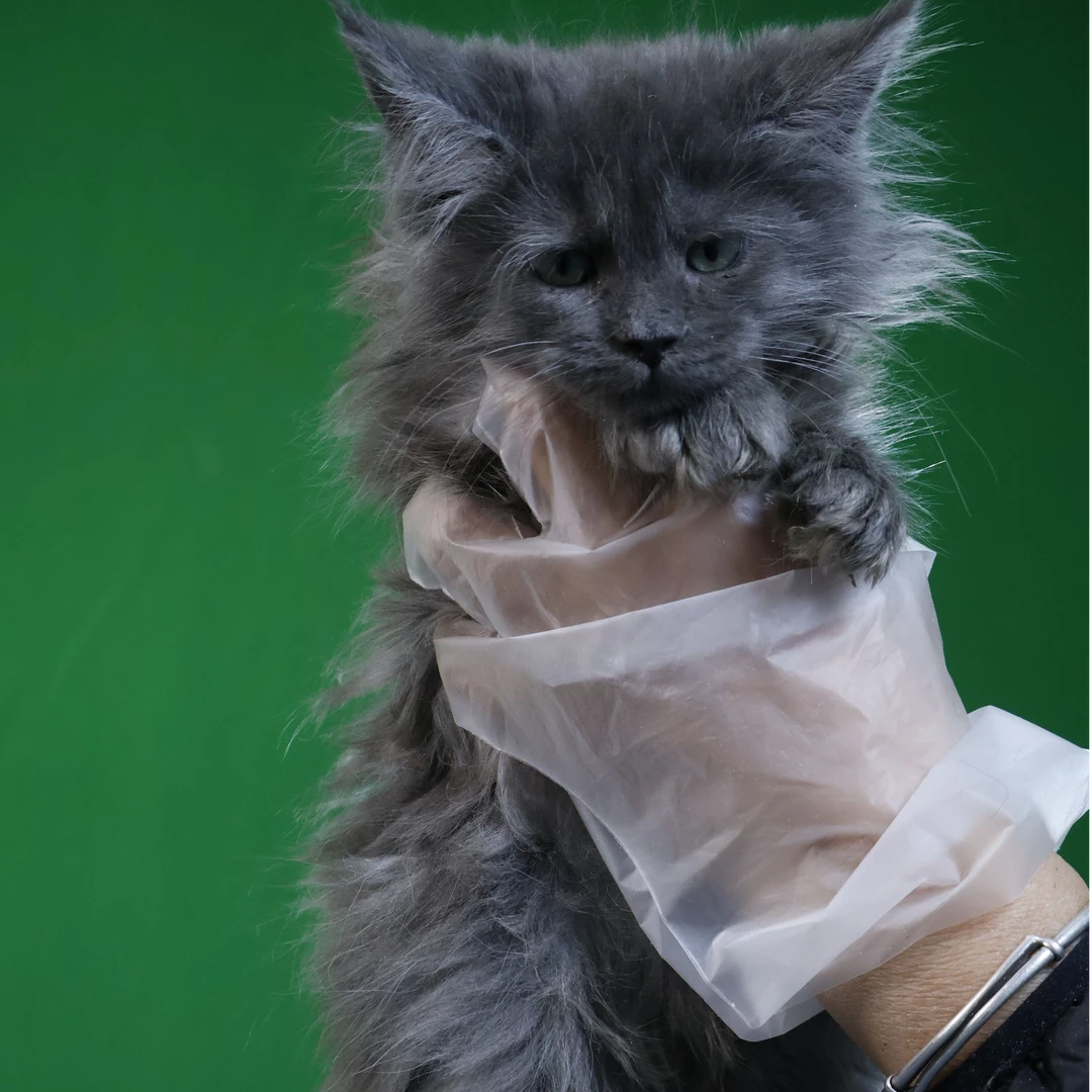 【楠楠缅因猫】蓝烟 烟灰色缅因妹妹猫咪活体