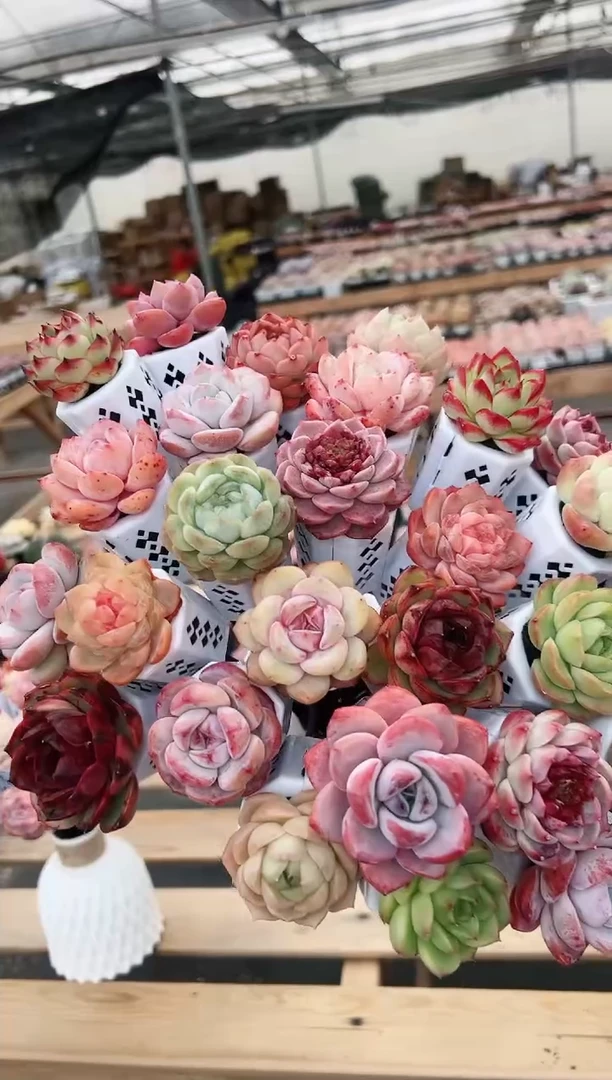 【闪购商品】无土多肉 花束20颗 带瓶带签