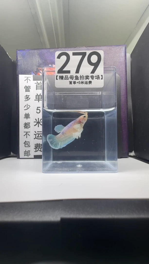 斗鱼母鱼编号：279