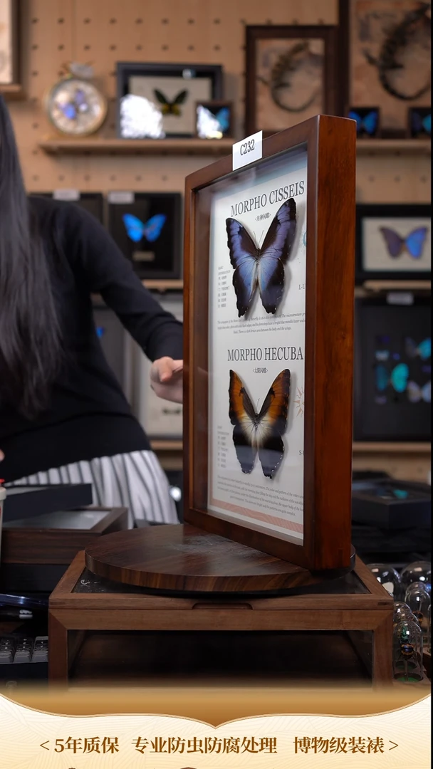蝴蝶标本摆件竞拍c232