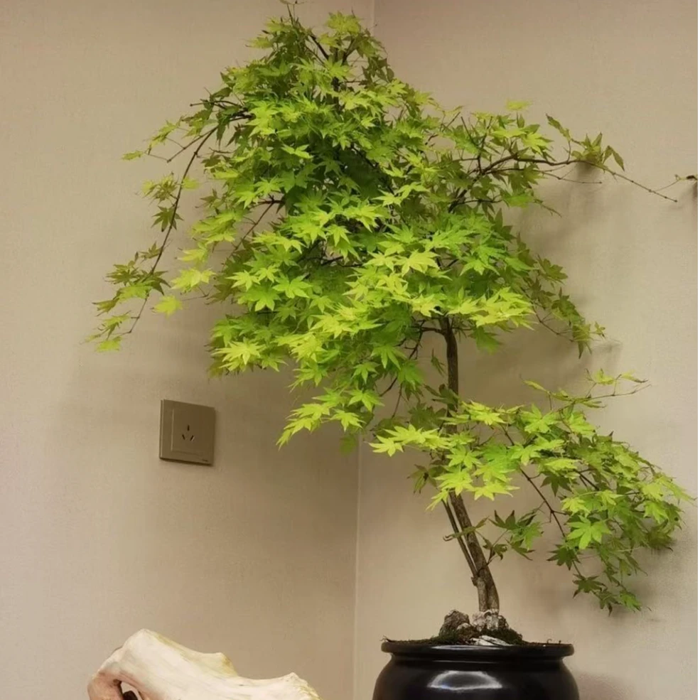 【组盆款】青流泉黄金流泉观叶造型盆景室内绿植茶桌书桌客厅办公桌