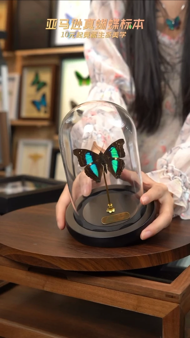 蓝带荣蛱蝶玻璃罩款