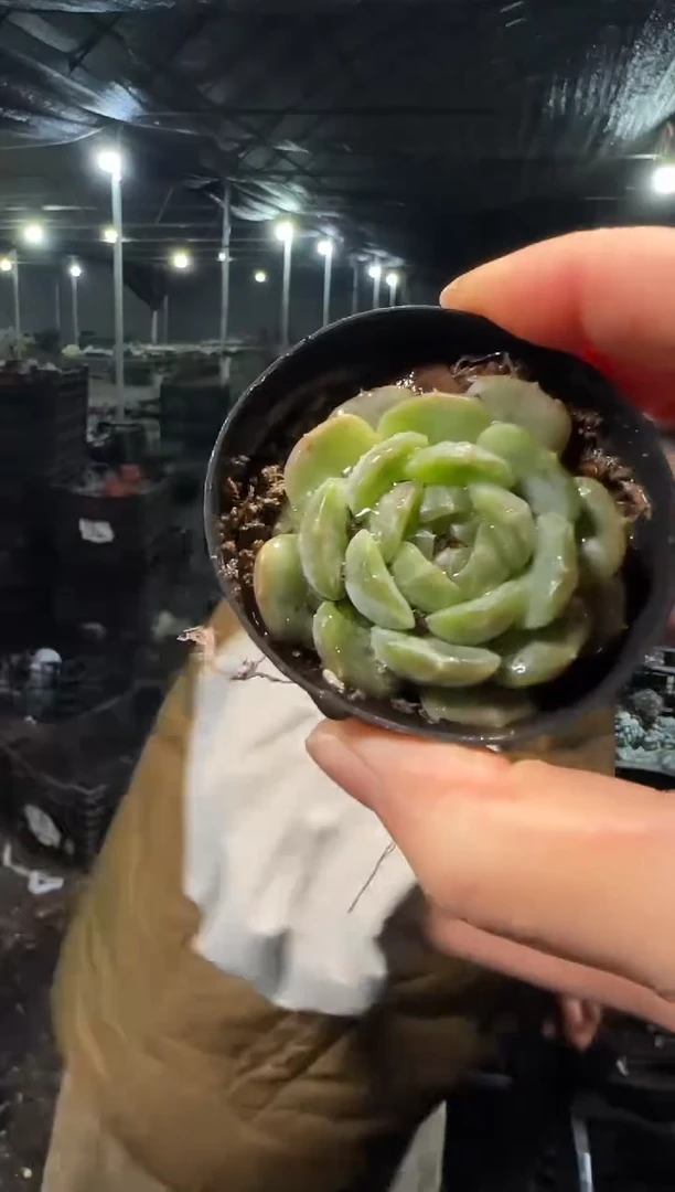 白恋5颗带盆土 5