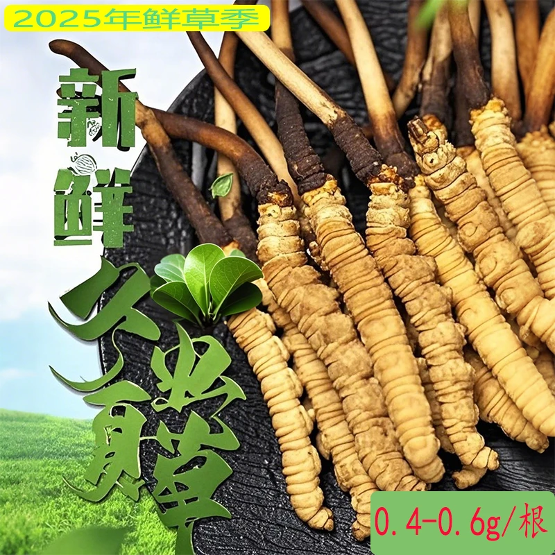 【0.5-0.6g/根】2025年新鲜冬虫夏草 产地顺丰空运包邮