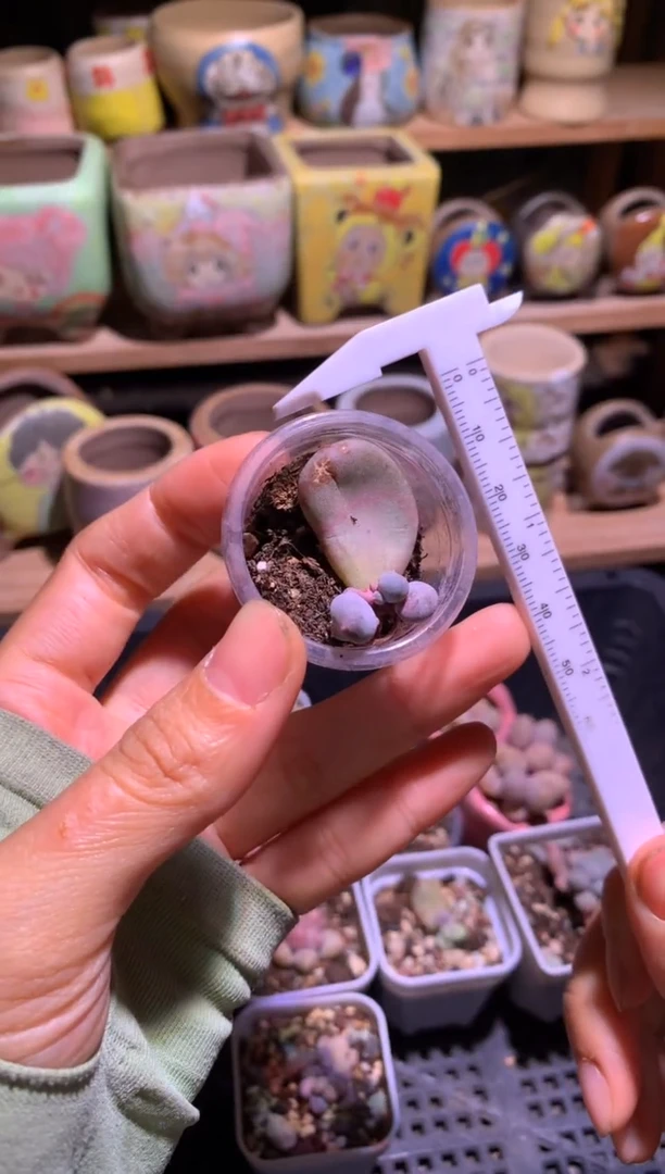 黄金鸡蛋大叶奶叶插苗