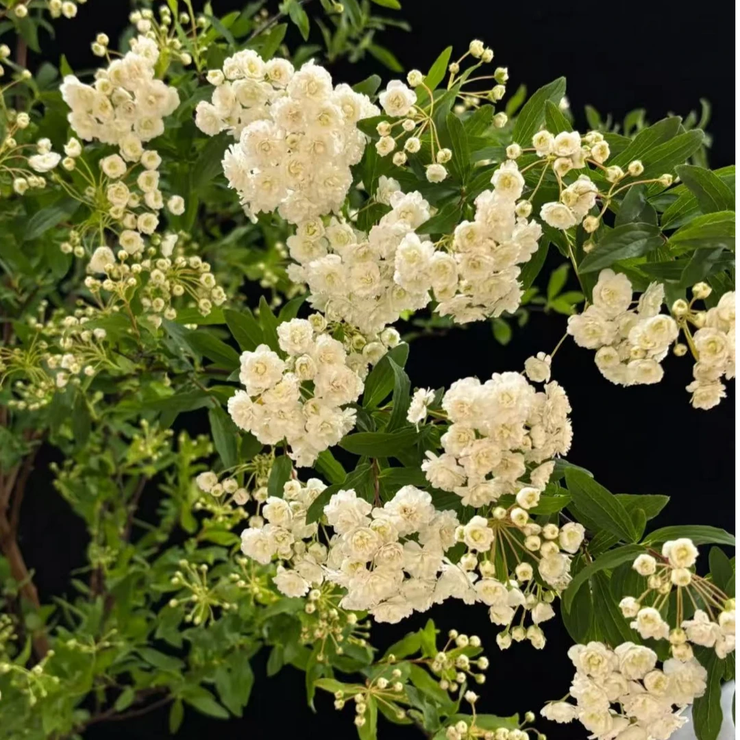 小手球【任意两单及以上升级顺丰】