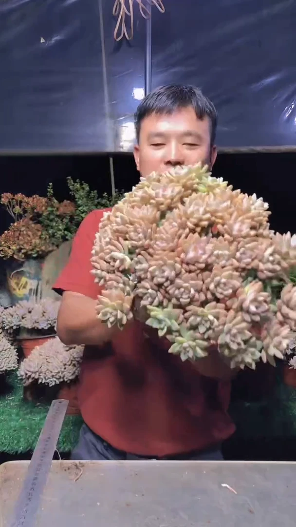 257淡雪缀化一物一拍