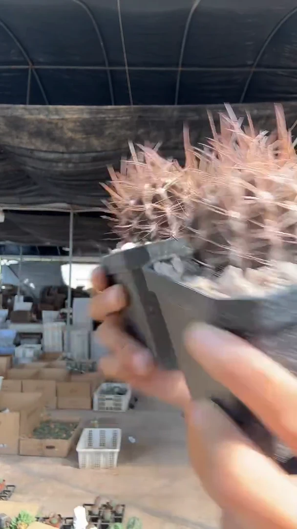 紫色智利球属25.99