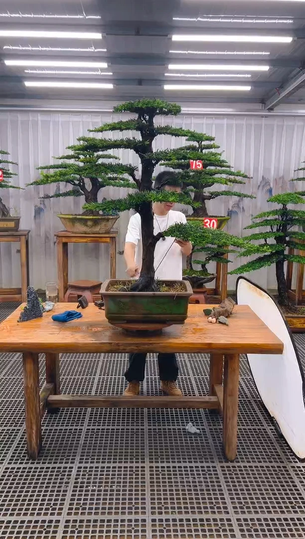 无花朵海**烂精品盆景直播间一物一拍